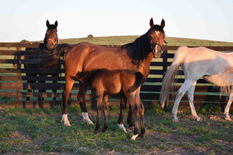 HARAS MAGUILL