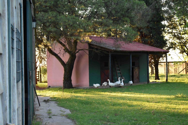 HARAS MAGUILL
